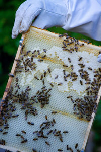 Close-up of bee on the ground