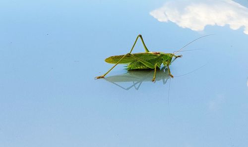 Close-up of insect on leaf