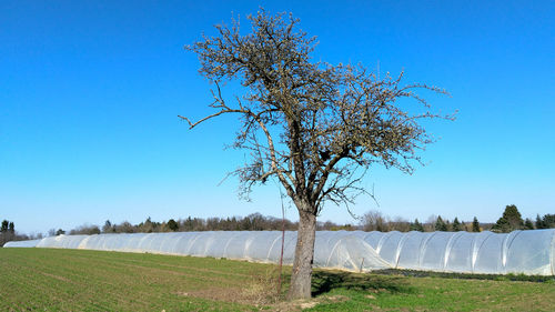 Tree on field against clear blue sky