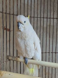 Close-up of parrot in cage