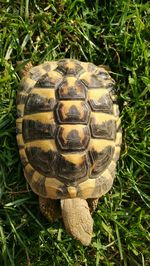 Close-up of tortoise on field