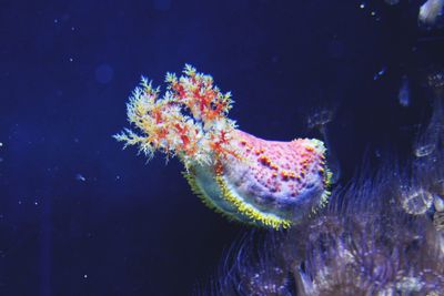 Close-up of jellyfish swimming in sea