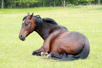 Horses in a field