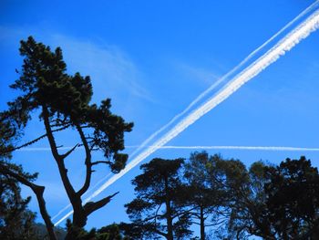 Low angle view of trees against blue sky