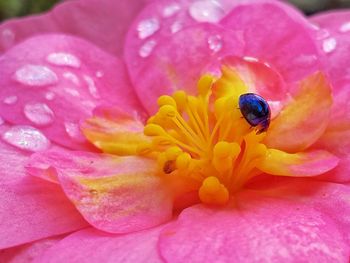 Close-up of insect on pink flower