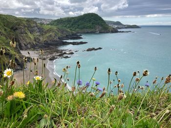 Ilfracombe, north devon. 3rd june 2021. coastal plants by the side of the south west coast path.