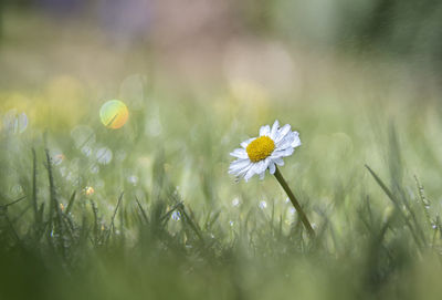 Close-up of flowering plant on field