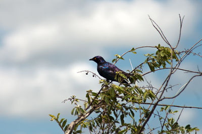 Low angle view of bird perching on tree