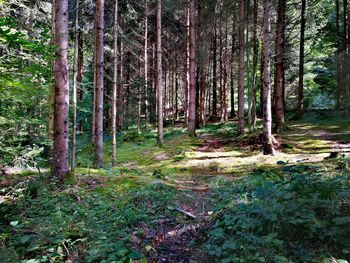 Trees growing in forest