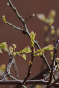 Close-up of leaves on twig