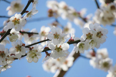 Close-up of cherry blossom