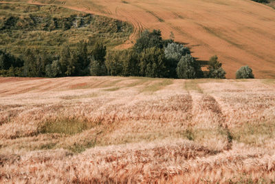 Scenic view of field