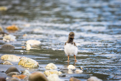 Bird on lakeshore