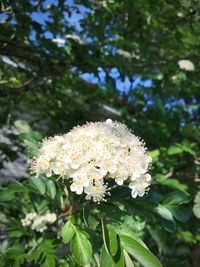 Close-up of white flowering plant