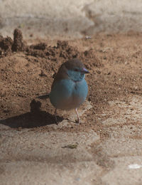 Close-up of bird perching on sand