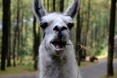 Close-up portrait of a lamma