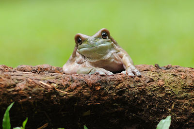 Close-up of frog sitting on log