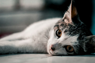 Close-up of cat lying down