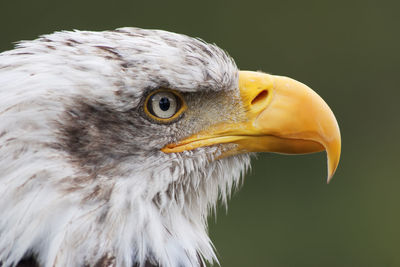 Close-up of eagle