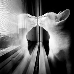 Close-up of cat looking through window