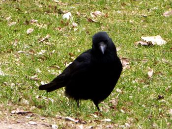 Black bird on field