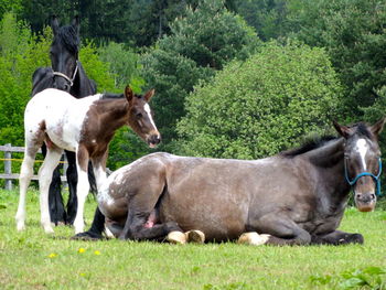 Horses on field