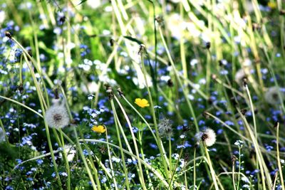 Close-up of flowers blooming on field