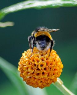 Close-up of bee on yellow flower