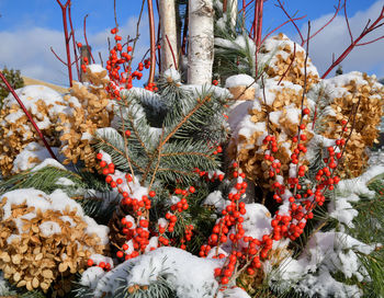 Low angle view of flowering plants against sky