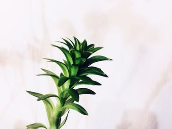 Close-up of fresh green plant against sky