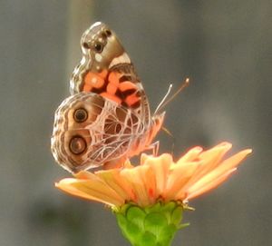 Close-up of butterfly on flower