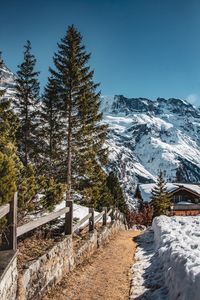 Pine trees on snowcapped mountain against sky