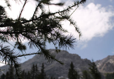 Low angle view of trees against sky