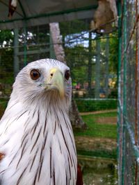 Close-up of bird in cage