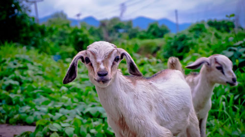 Portrait of a horse on field