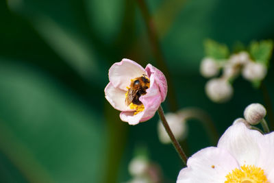 Close-up of bee pollinating on flower