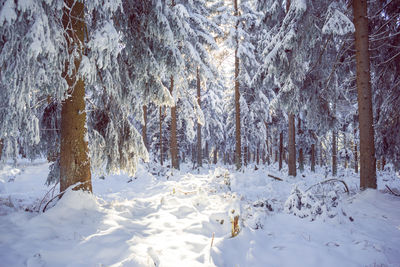 Snow covered trees in forest