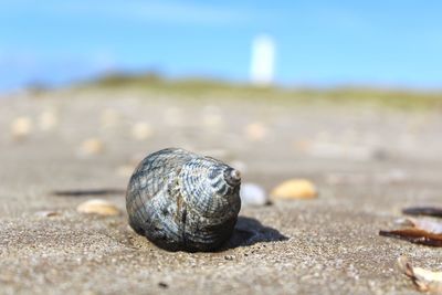 Close-up of seashell on sand