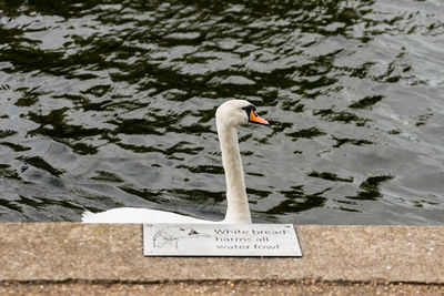 Swan swimming on pond