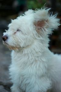 Close-up of white dog