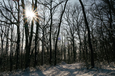 Sun shining through trees in forest during winter