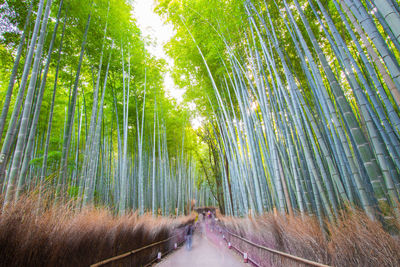Panoramic view of bamboo trees in forest