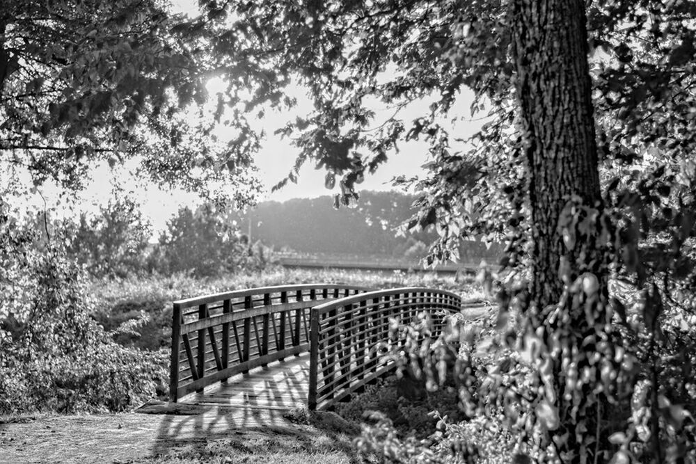tree, tranquility, tranquil scene, railing, nature, growth, scenics, beauty in nature, bench, park - man made space, branch, wood - material, plant, forest, day, steps, empty, water, tree trunk, outdoors
