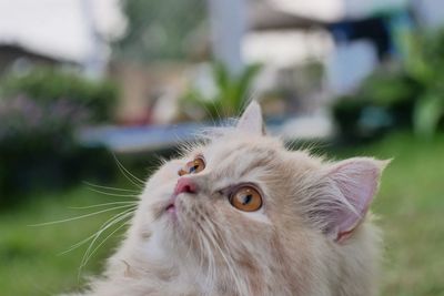 Close-up portrait of a cat