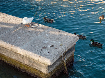 Concrete block in the port with hungry duck and other birds.