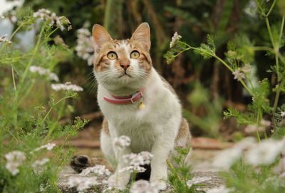 Portrait of cat sitting on grass