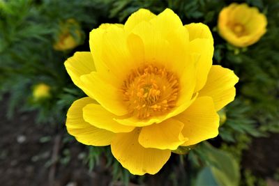 Close-up of yellow flowering plant