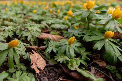 Close-up of yellow flowering plants