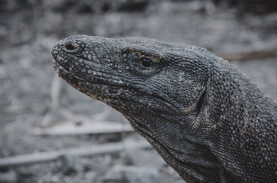 Close-up of lizard on land