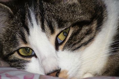 Close-up portrait of a cat